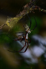 spider on the web