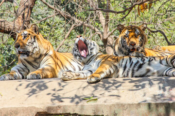 A young Tiger cub yawning, Indian Tiger family sitting on rooftop in jungle and looking for hunt or prey,Indian national animal Tiger Family in zoo park background Image  