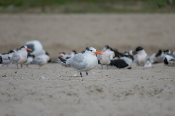 Obraz premium Black Skimmer