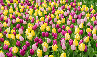 Pink, purple and yellow tulips flowerbed