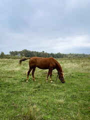 horse and foal