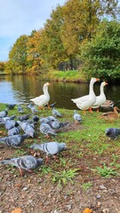 Fototapeta premium ducks on the lake