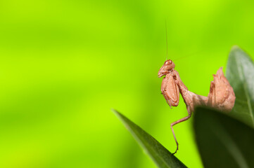 European dwarf mantis (Ameles spallanzania) on green background, Italy.