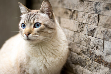 gato ojos azules raza tabby point