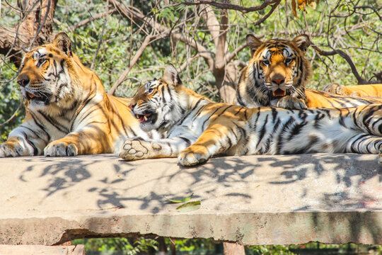 A family of Bengal tigers resting on concrete rooftop in big cage in zoo park in Indore, Indian national animal Tiger Family in zoo park background Image  