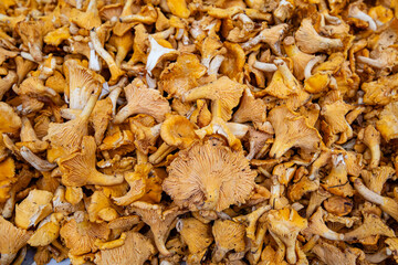 fresh chanterelle mushrooms for the whole background
