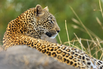 Fototapeta na wymiar The African leopard (Panthera pardus), young female lying on termite