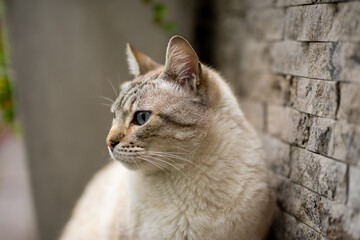 gato ojos azules raza tabby point