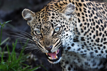 The leopard (Panthera pardus),leopardess teeth bared, impending mother.Large female leopard prevents young teeth with her teeth. Portrait of angry mother.