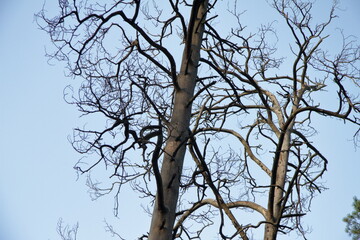 Dry trees against the sky