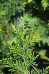 Can Can Arborvitae