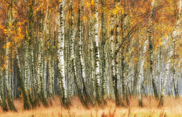 Misty morning in autumn birch forest
