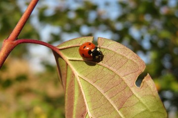 Fototapeta premium Ladybug on a leaf against blue sky
