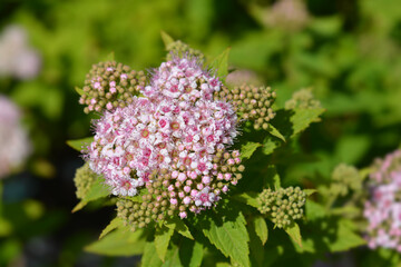 Japanese meadowsweet
