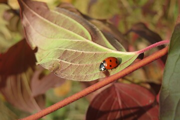 Ladybug on a colored leaf in autumn garden, closeup