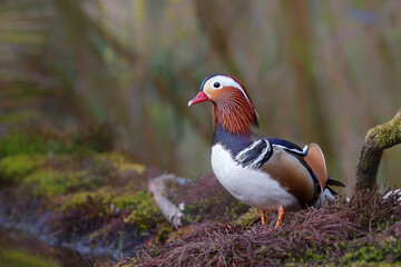 Male mandarin duck (Aix galericulata) standing outside the water on the edge of a pond in the Netherlands