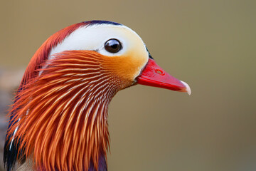 Male mandarin duck (Aix galericulata) portrait with a nice background