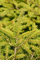 Little Gem Norway spruce