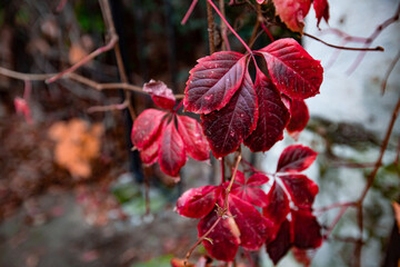 red leaves