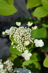 Paniculate hydrangea Wims Red
