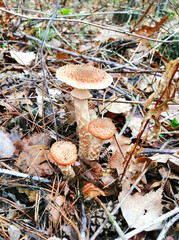 Mushroom armillaria mellea