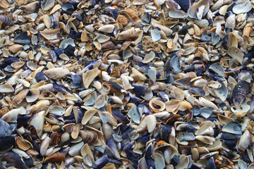 Playa de arena con restos de conchas marinas. Fondo de textura áspera y oscura.