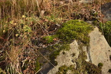 moss stone