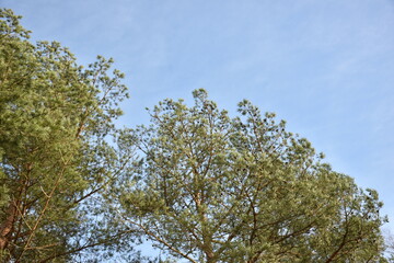 Fototapeta premium Tree top