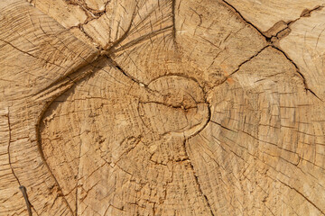 Fototapeta premium The texture of a felled tree. Background image.