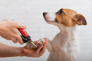 A woman cuts her claws on a Jack Russell Terrier. Frightened dog in grooming procedure