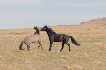 Pair of Wild Horse Stallions Fighting in Utah