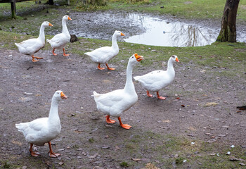White domestic geese walk on the ground in the village