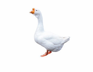 White house goose on a white background isolate