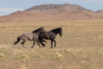 Pair of Wild Horse Stallions Fighting in Utah