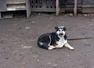 Sad stray dog lying on the muddy ground