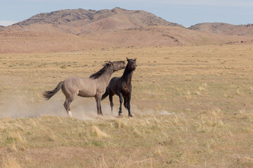 Pair of Wild Horse Stallions Fighting in Utah