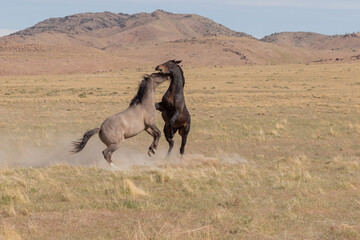 Pair of Wild Horse Stallions Fighting in Utah