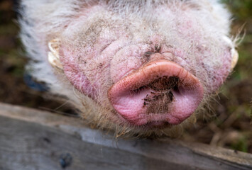 Round nose pig's snout smeared in the ground close up selective focus