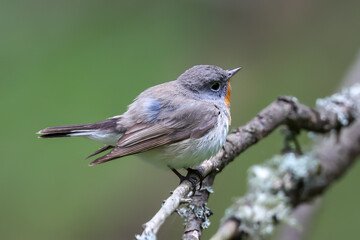 Red-breasted Flycatcher