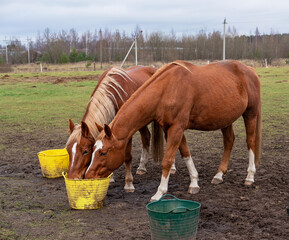 Two red horses stand in a field and drink from a bucket