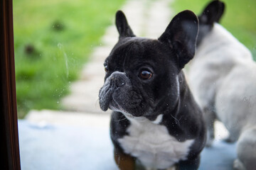 Two French Bulldogs sit on a yard behind the window.