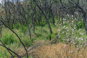 Verkohlte Korkeichen auf Korsika