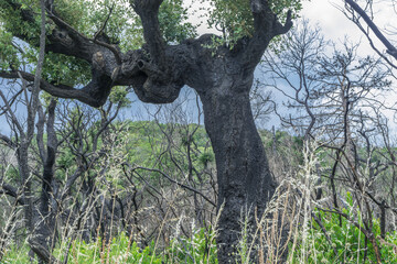 Verkohlte Korkeichen auf Korsika