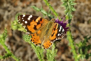 Painted lady butterfly on thistle flower in the meadow, closeup