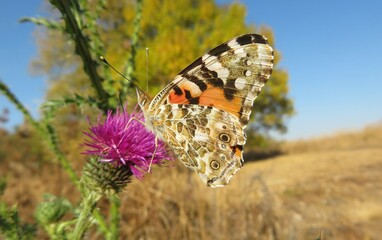 Painted lady butterfly on a thistle flower in the meadow, closeup