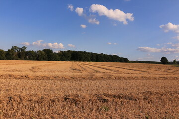 Abgeerntetes Feld am Ruhrtalradweg in Wickede an der Ruhr