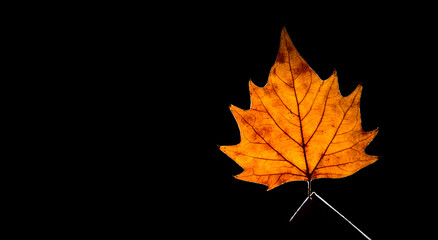 portrait feuille d'automne