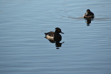 Goldeneye ducks on water