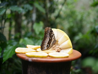 butterfly on a leaf Melon