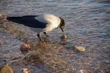 crow collects stones on the shore in the water